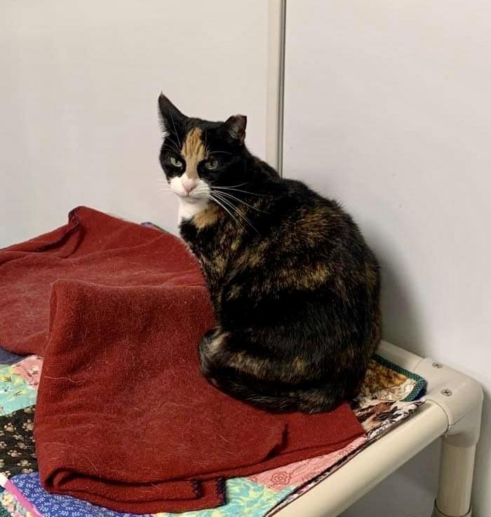 Enlarge Diamond, an adoptable Domestic Short Hair in Queenstown, MD image 4/5