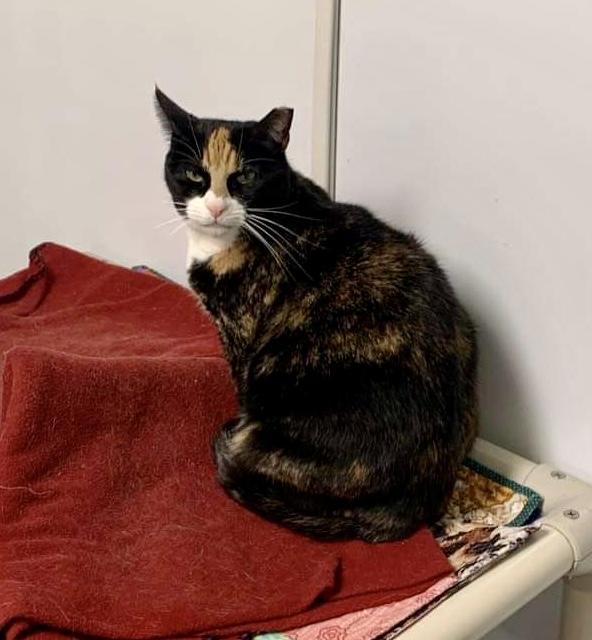 Enlarge Diamond, an adoptable Domestic Short Hair in Queenstown, MD image 5/5