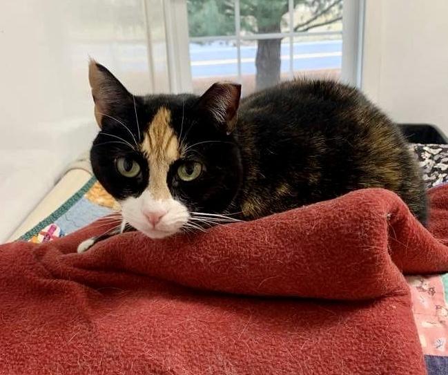 Diamond, adoptable, Adult Female Domestic Short Hair.