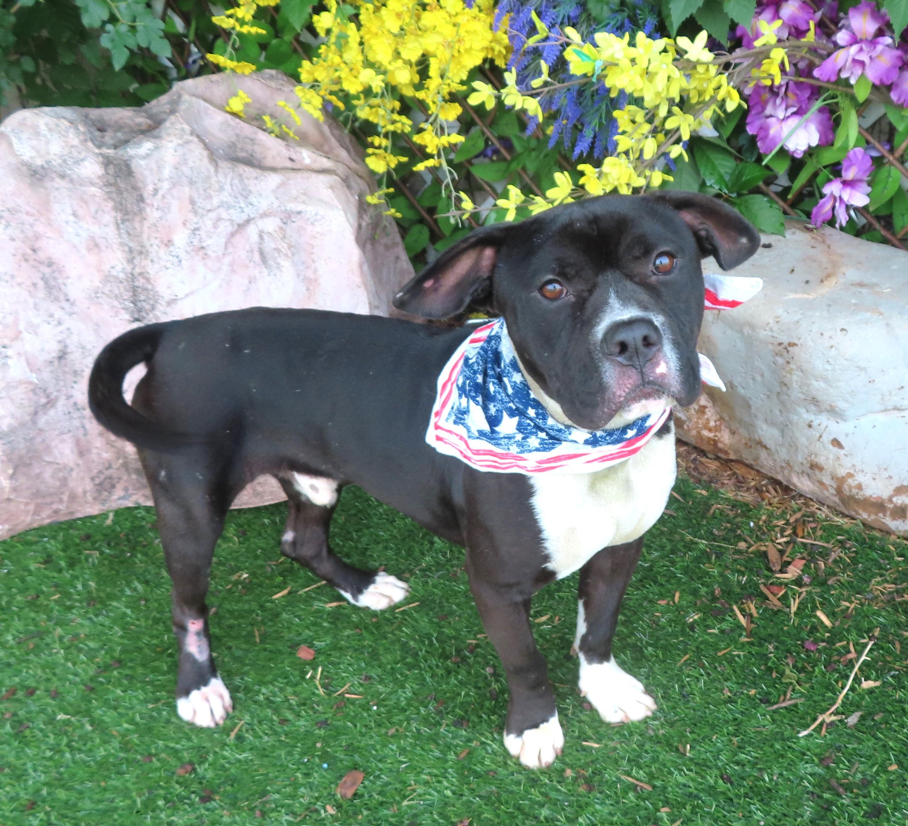 ELMO 456277, Adult Male Boxer