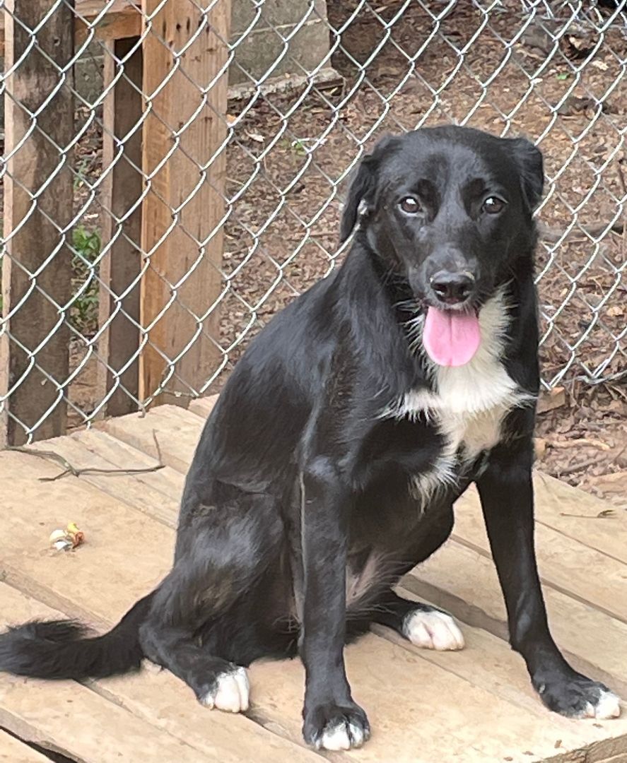 Bella, Adoptable, Young Female Labrador Retriever.
