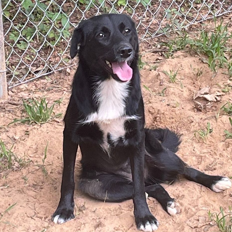 Bella, a Adoptable mixed breed in Heber Springs, AR image 2/6