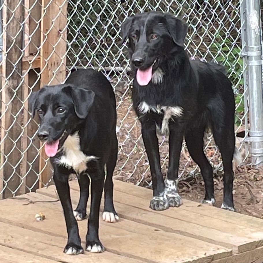 Bella, a Adoptable mixed breed in Heber Springs, AR image 3/6