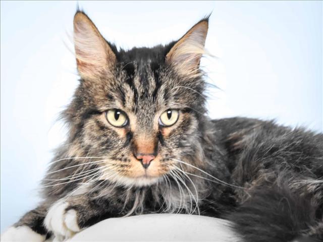 Enlarge ROLY-POLY, a Adoptable Domestic Long Hair in Loveland, CO image 1/1