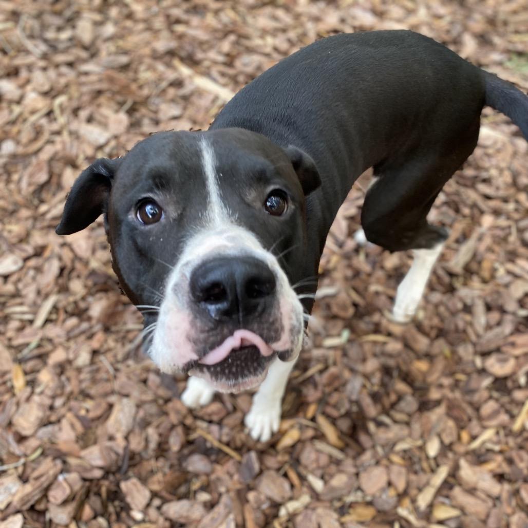 Enlarge Apa, a Adoptable mixed breed in Titusville, FL image 1/4