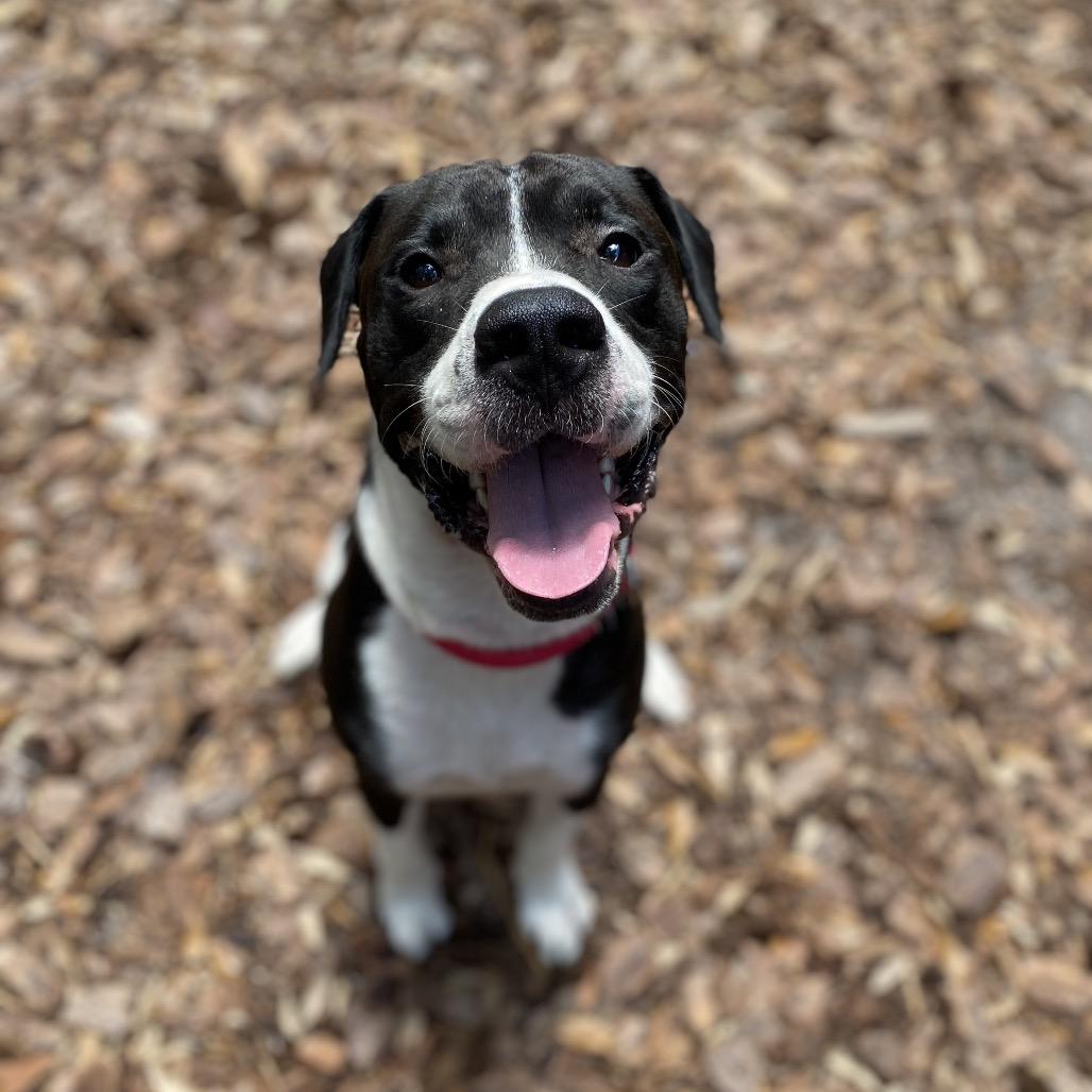 Enlarge Apa, a Adoptable mixed breed in Titusville, FL image 2/4