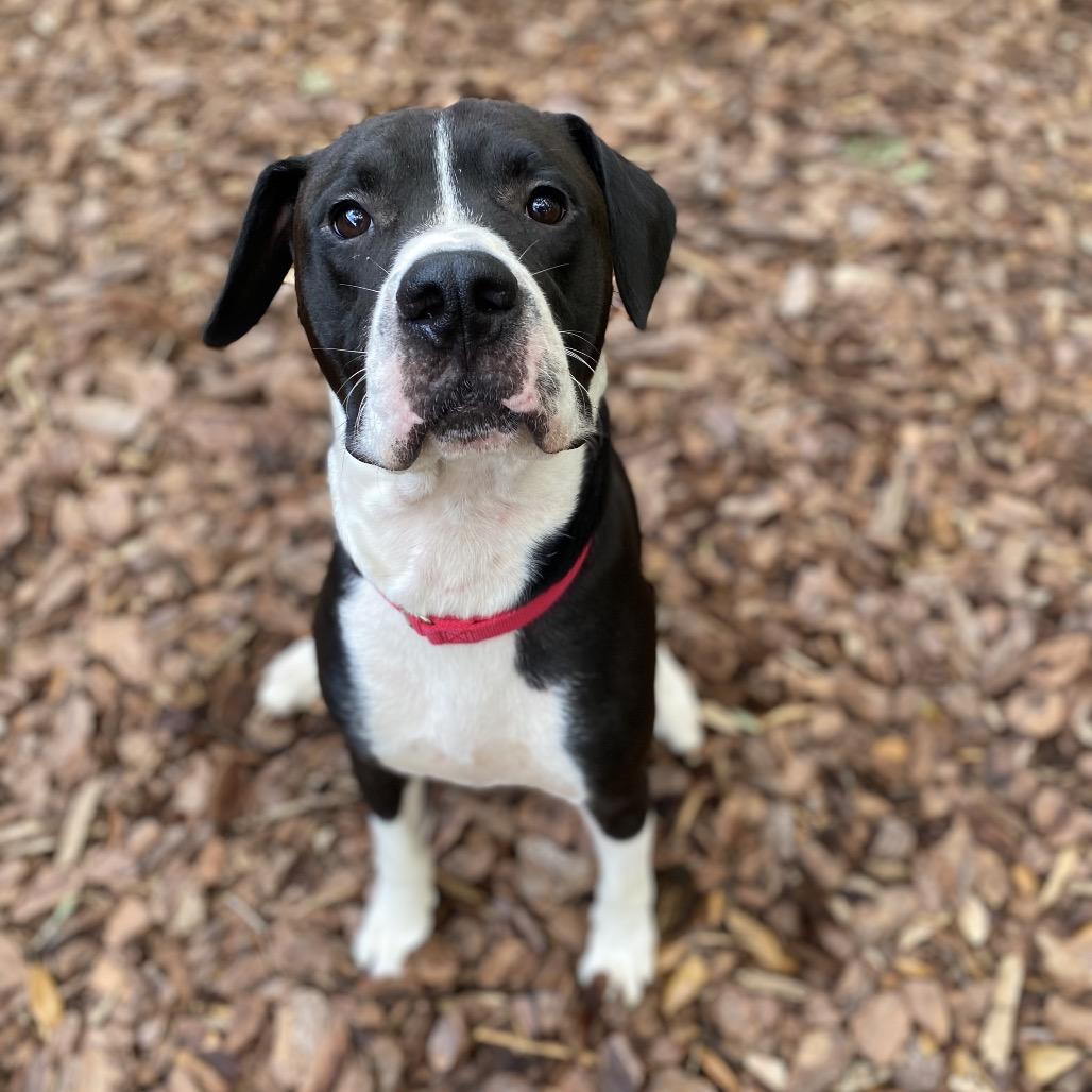 Enlarge Apa, a Adoptable mixed breed in Titusville, FL image 3/4