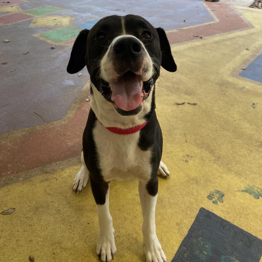 Enlarge Apa, a Adoptable mixed breed in Titusville, FL image 4/4