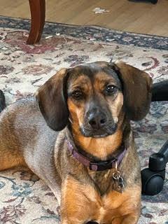 Marigold, an adopted mixed breed in Minneapolis, MN image 1/5