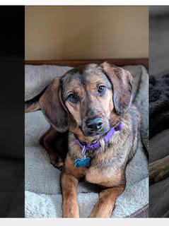 Marigold, an adopted mixed breed in Minneapolis, MN image 2/5