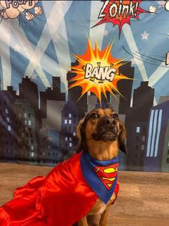 Marigold, an adopted mixed breed in Minneapolis, MN image 5/5