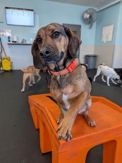 Marigold, an adopted mixed breed in Minneapolis, MN image 4/5