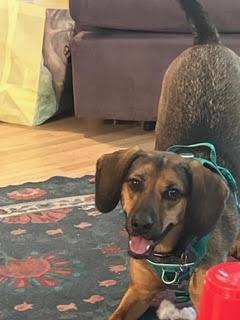 Marigold, an adopted mixed breed in Minneapolis, MN image 3/5
