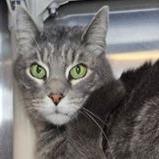 Linus, a Adoptable Domestic Short Hair in Alexandria, VA image 1/3