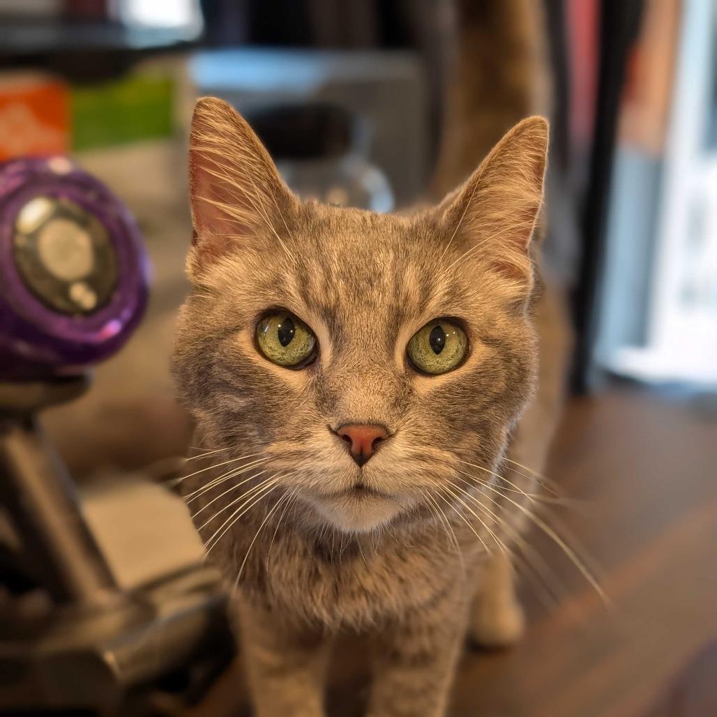 Linus, a Adoptable Domestic Short Hair in Alexandria, VA image 2/3