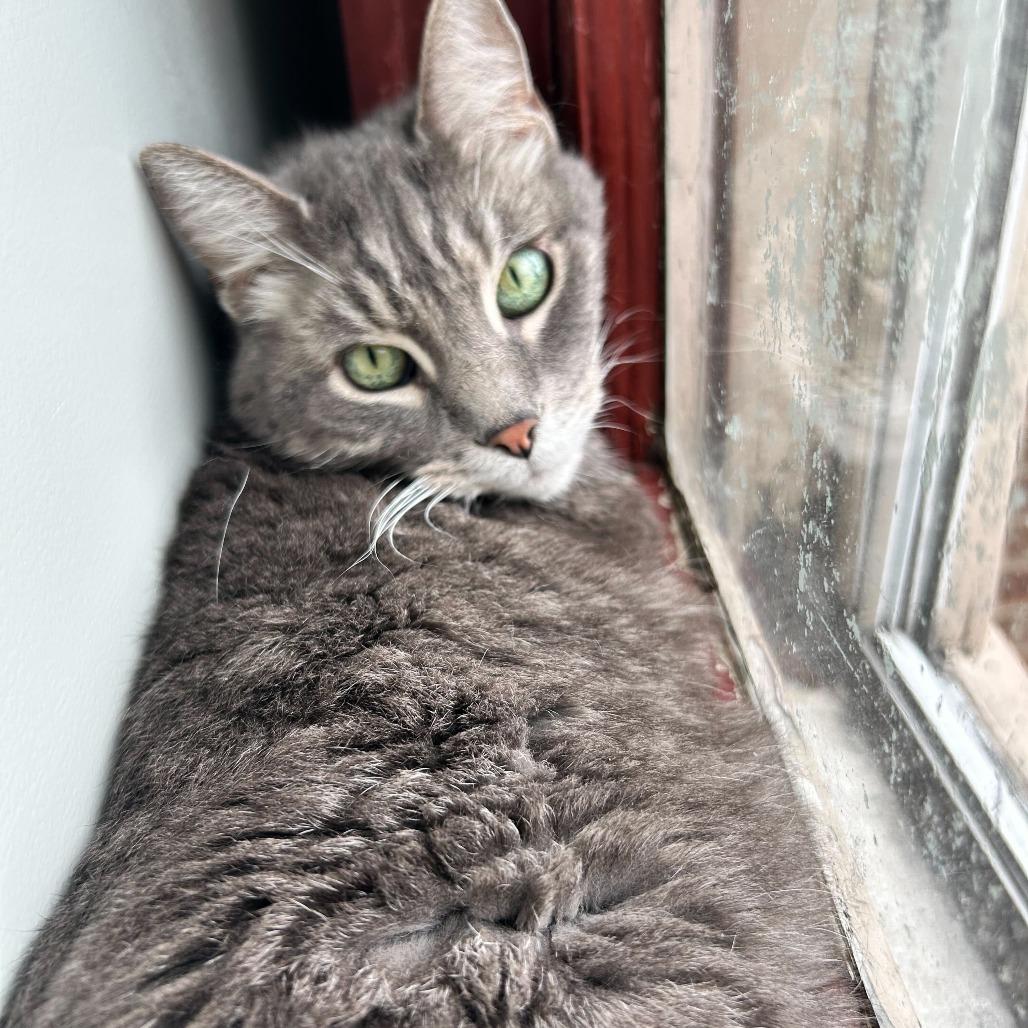 Linus, a Adoptable Domestic Short Hair in Alexandria, VA image 3/3