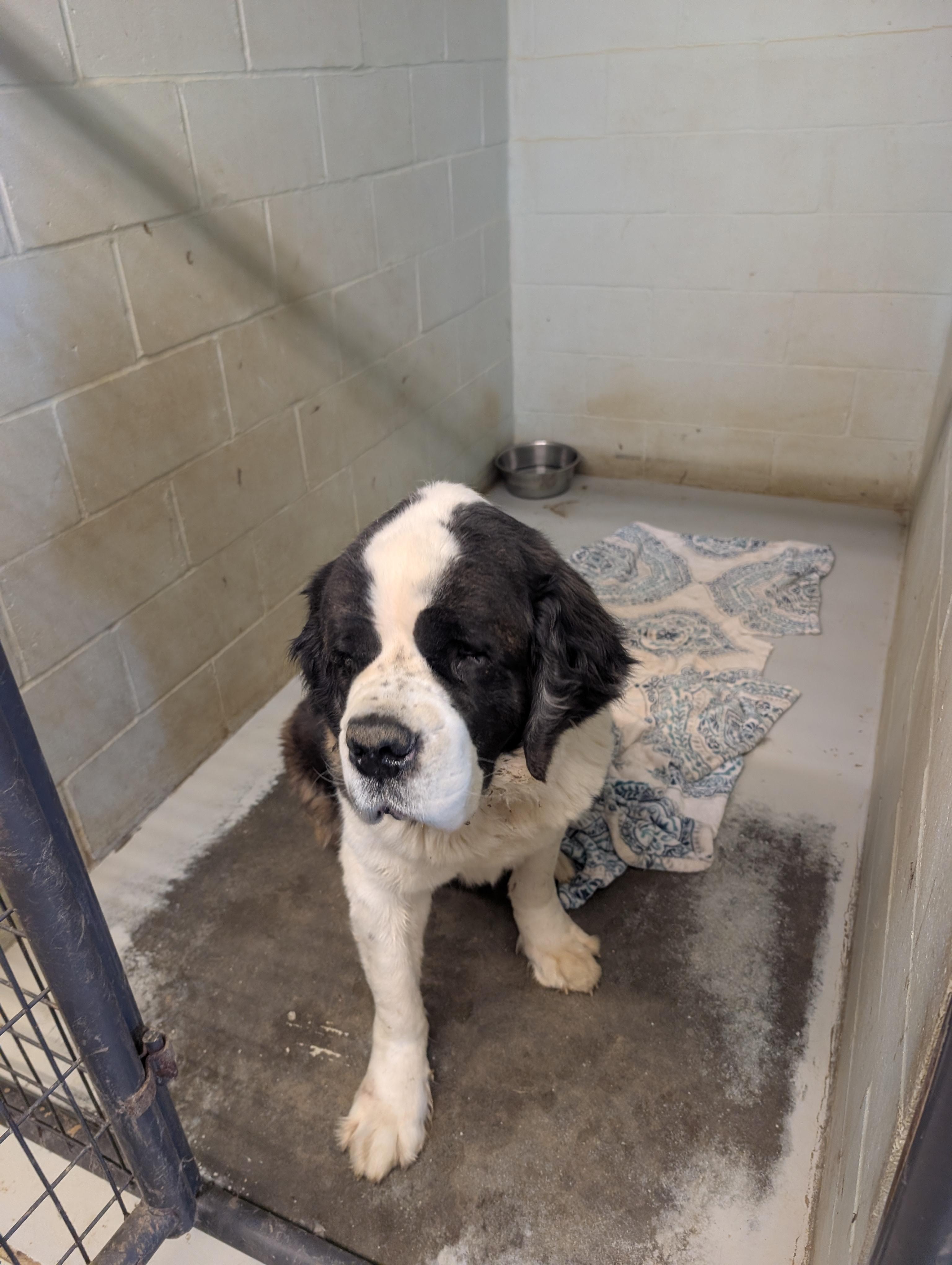 Enlarge Bernie/Blanton, a ADOPTABLE Saint Bernard in Evansville, IN image 2/2