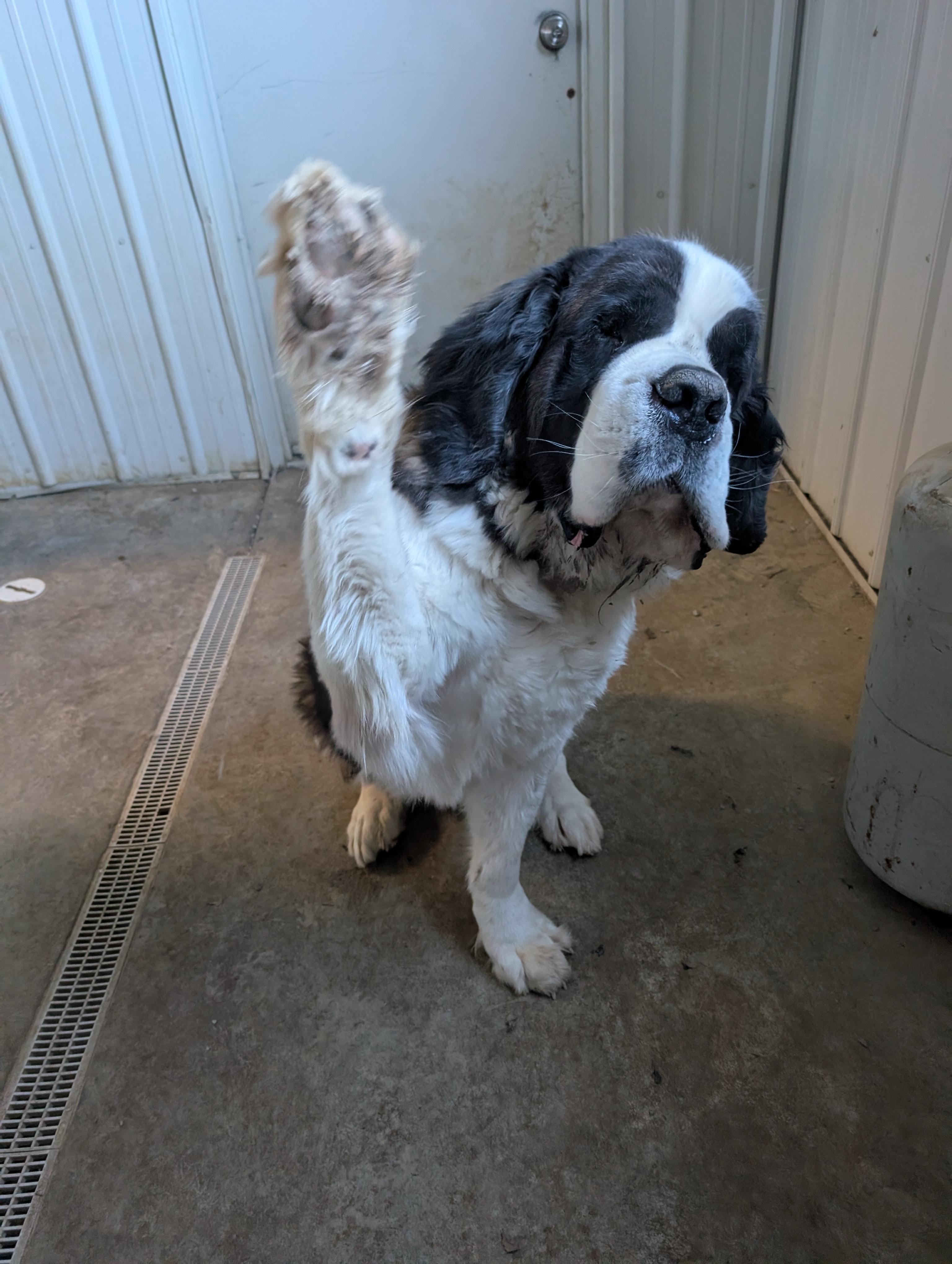 Enlarge Bernie/Blanton, a ADOPTABLE Saint Bernard in Evansville, IN image 1/2