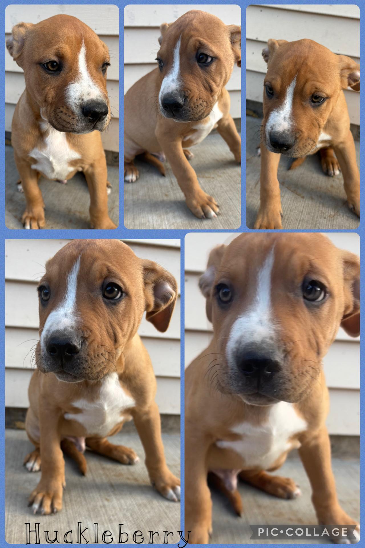 Huckleberry, Adoptable, Young Male Boxer.