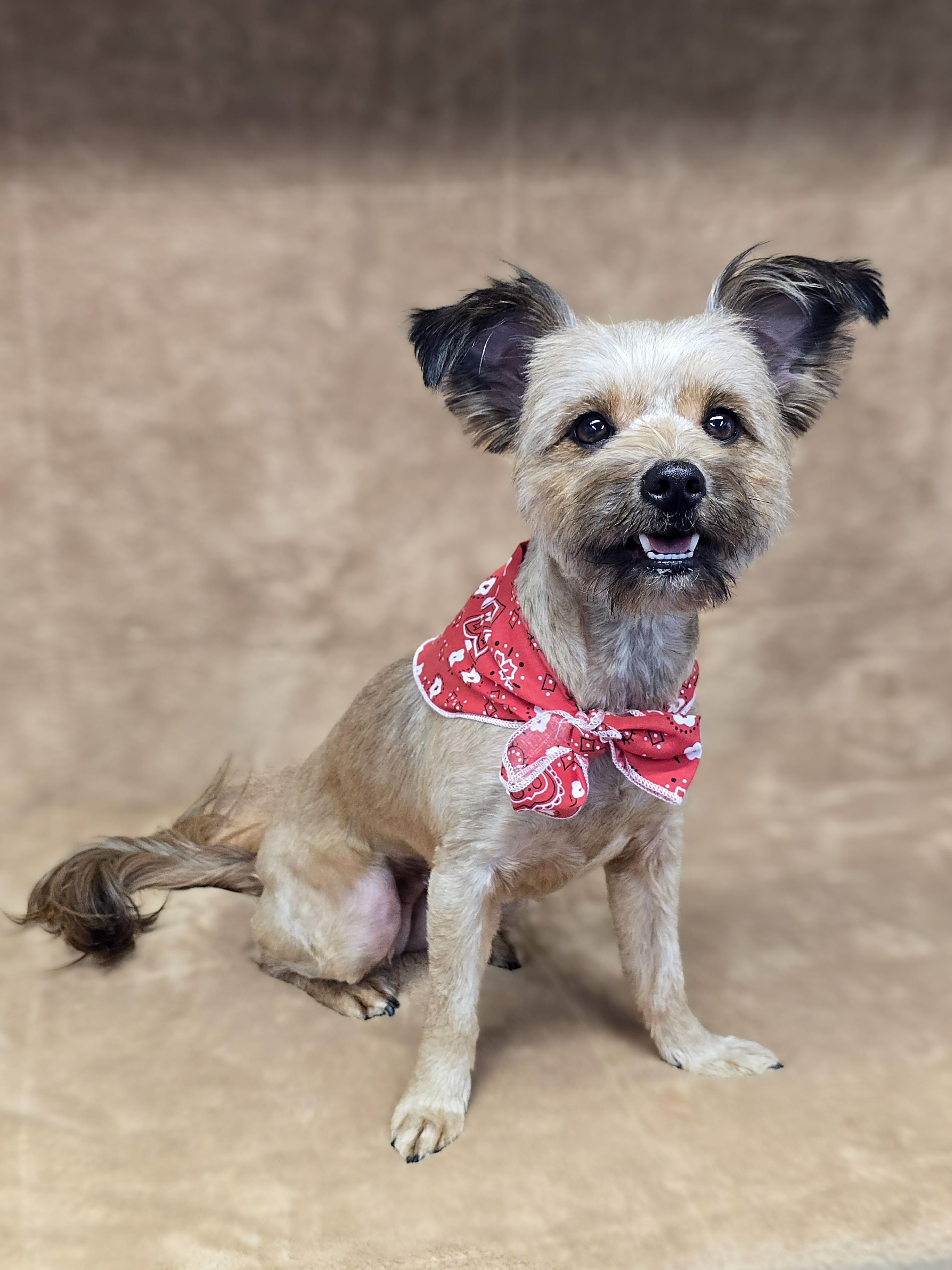 Enlarge Mercedes, an adopted mixed breed in San Pedro, CA image 4/6