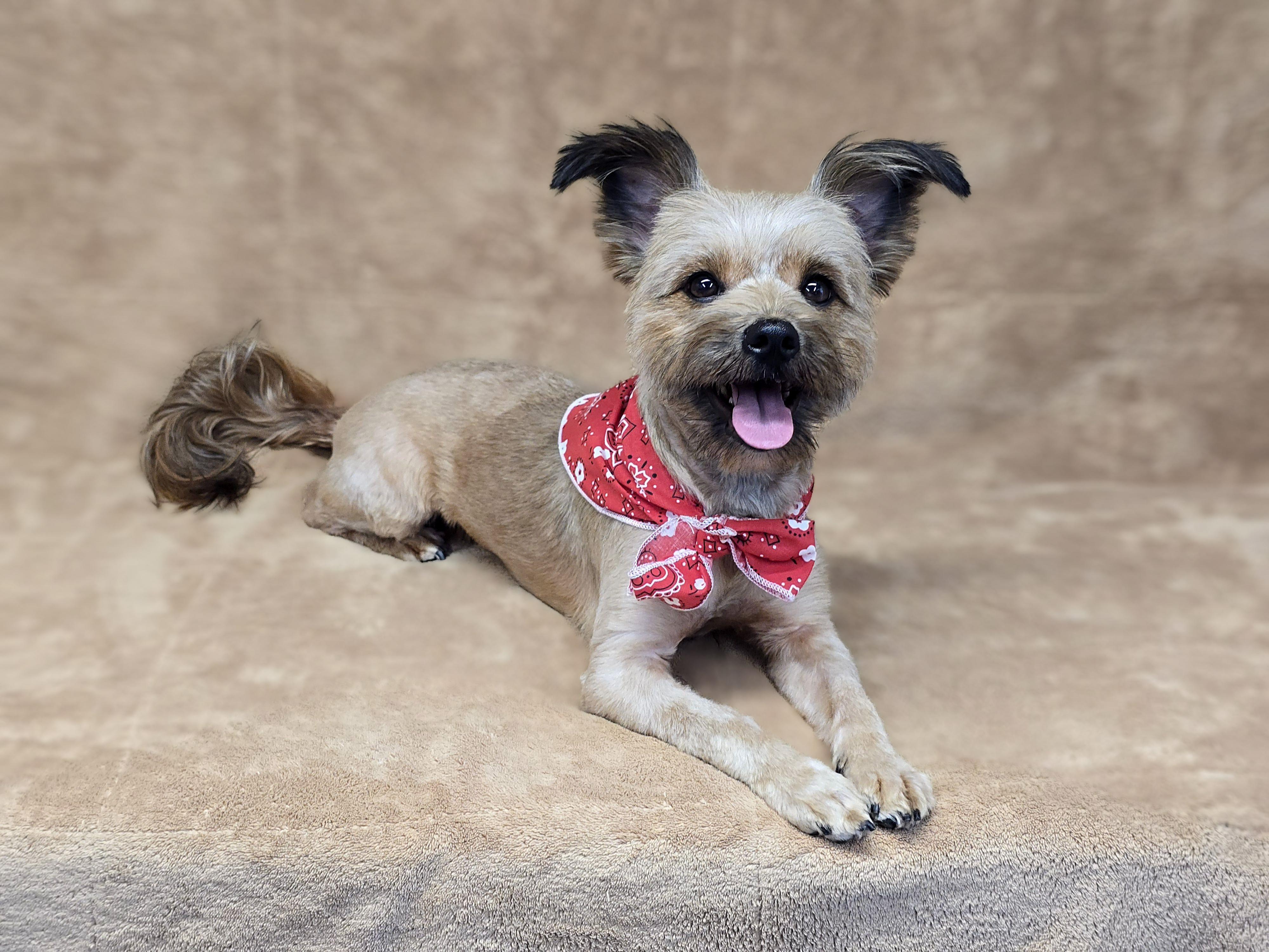 Enlarge Mercedes, an adopted mixed breed in San Pedro, CA image 2/6