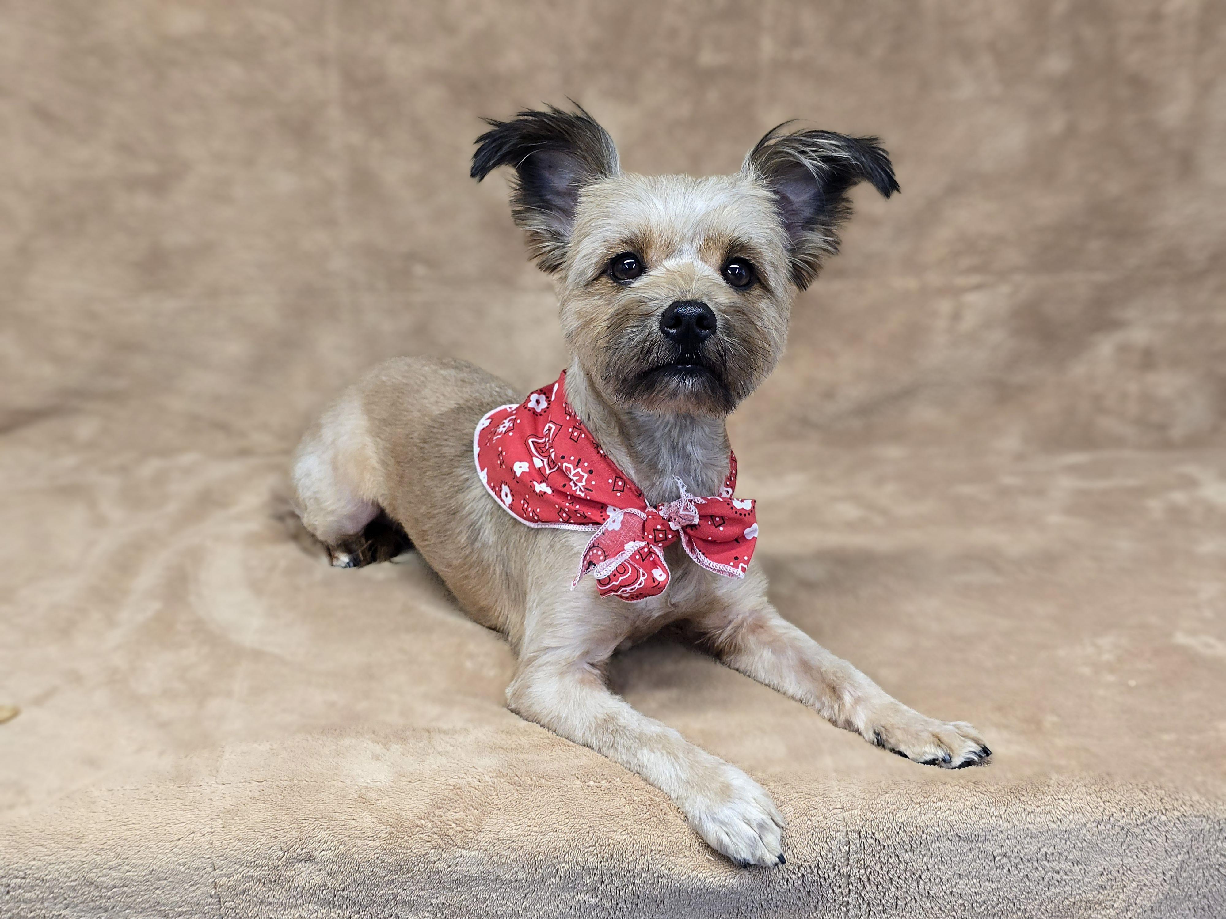 Enlarge Mercedes, an adopted mixed breed in San Pedro, CA image 6/6