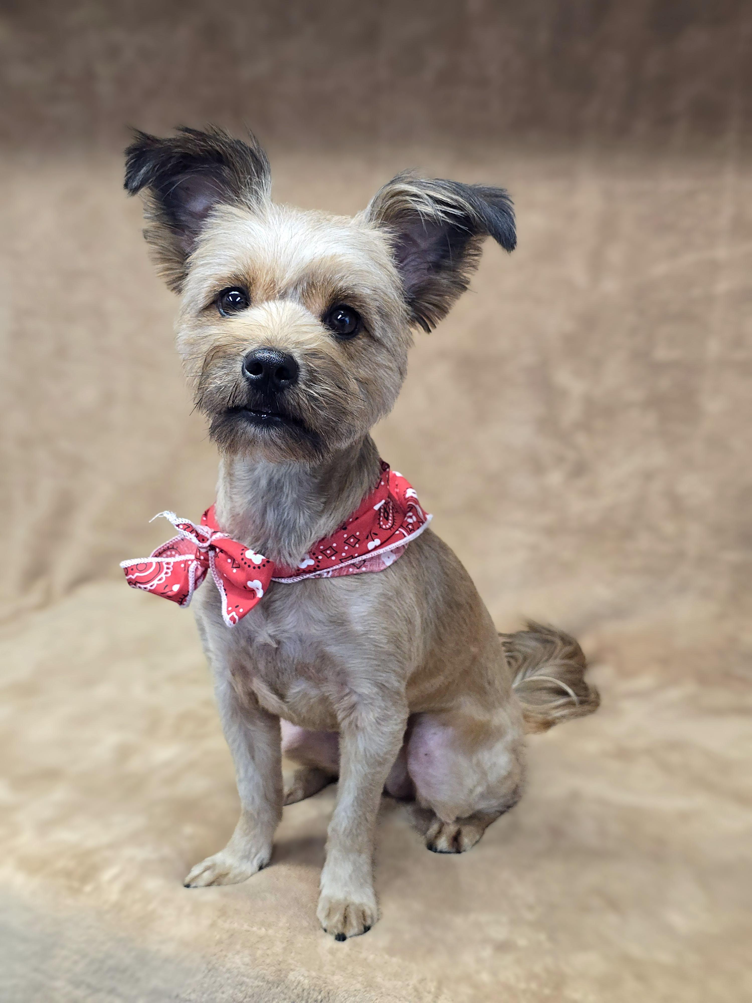 Enlarge Mercedes, an adopted mixed breed in San Pedro, CA image 1/6