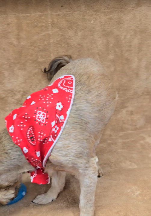 Enlarge Mercedes, an adopted mixed breed in San Pedro, CA video 3/6