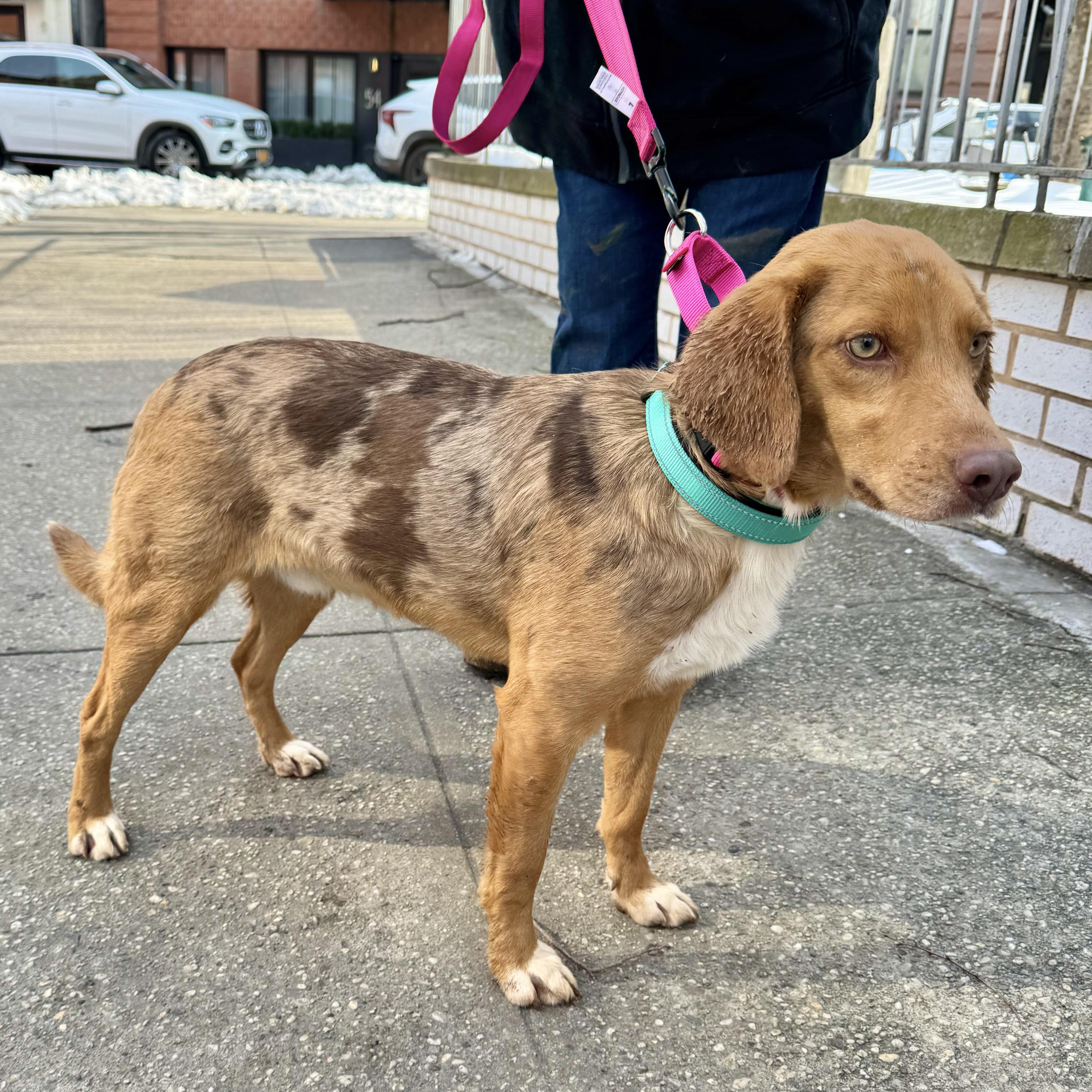 Wilderness, an adopted mixed breed in Philadelphia, PA image 3/6