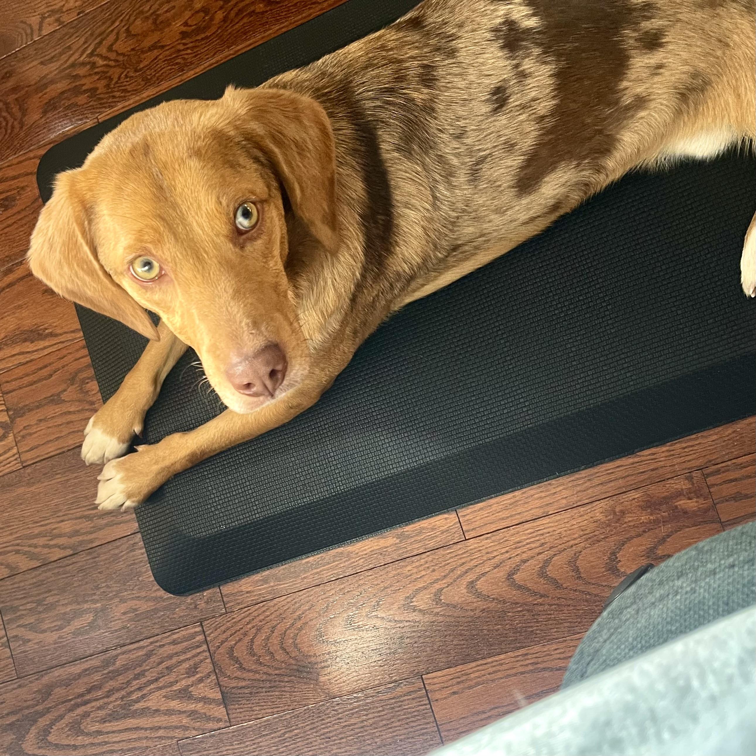 Wilderness, an adopted mixed breed in Philadelphia, PA image 4/6