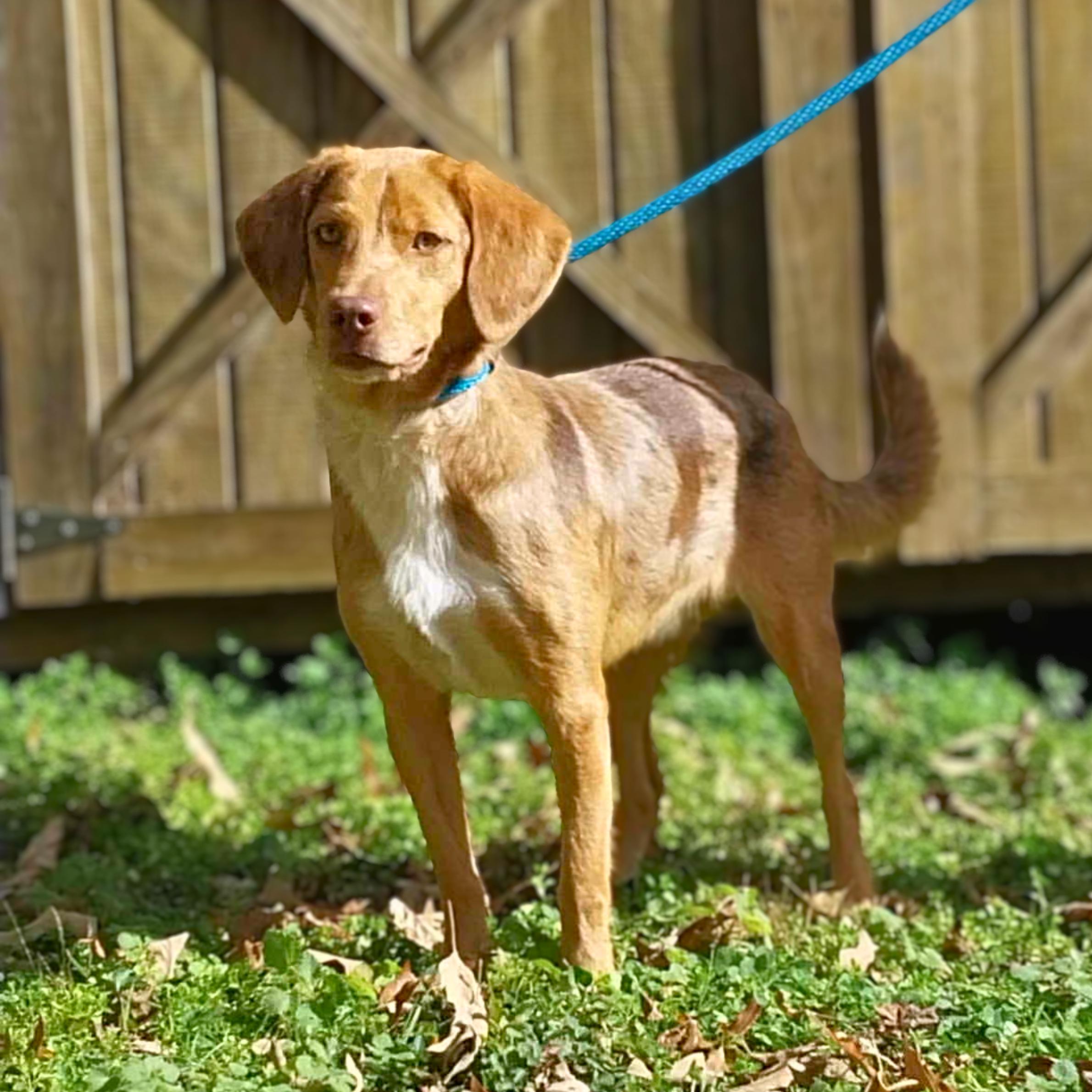 Wilderness, an adopted mixed breed in Philadelphia, PA image 5/6