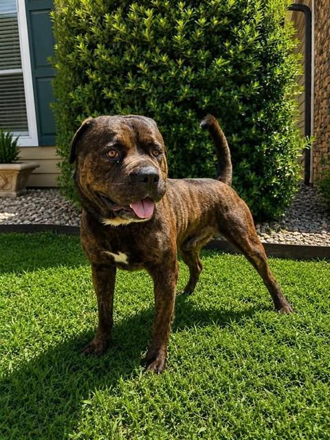Enlarge TUTU, a Adoptable mixed breed in Cookeville, TN image 1/1