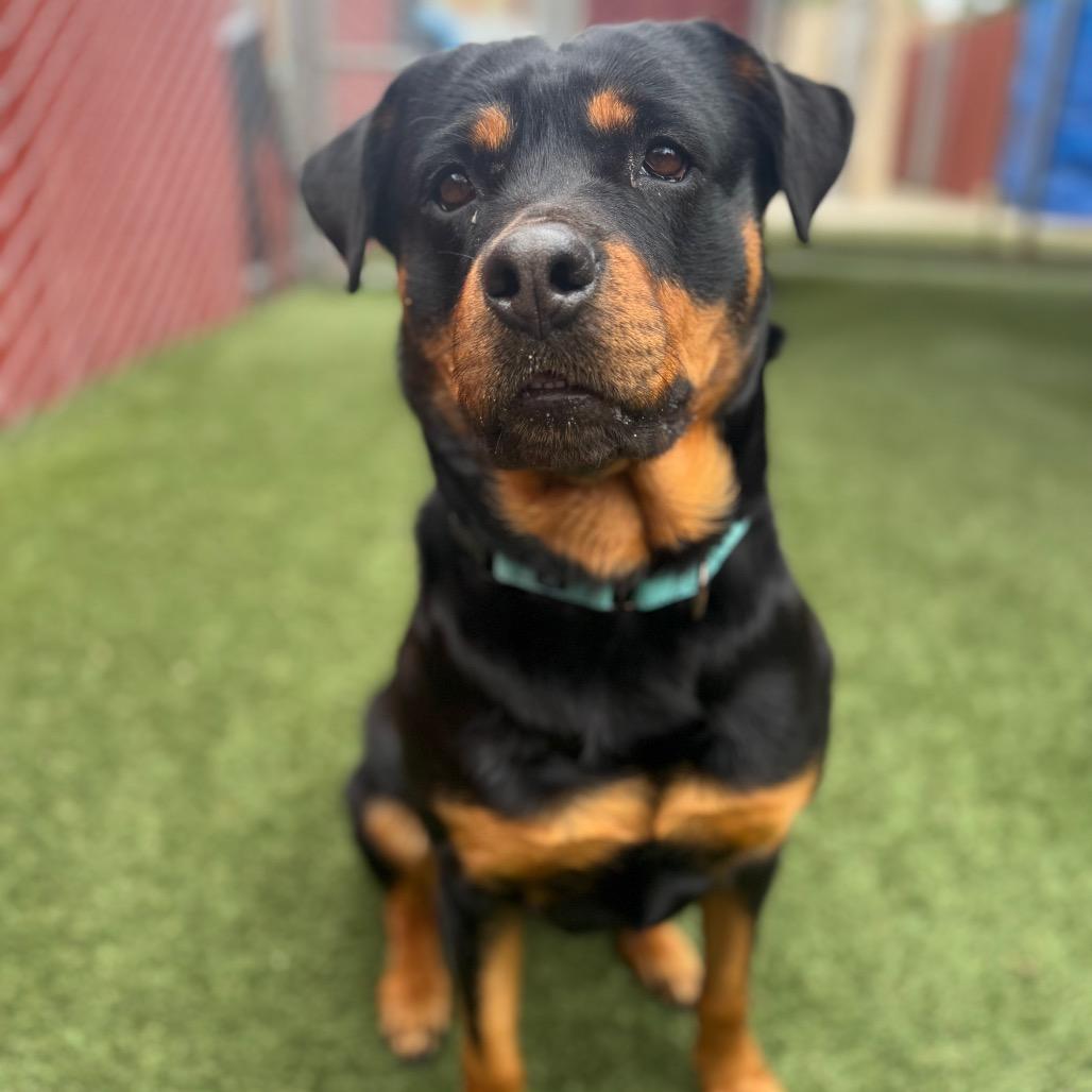 Ophelia, Adoptable, Adult Female Rottweiler.