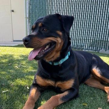 Enlarge Ophelia, a Adoptable Rottweiler image 2/6