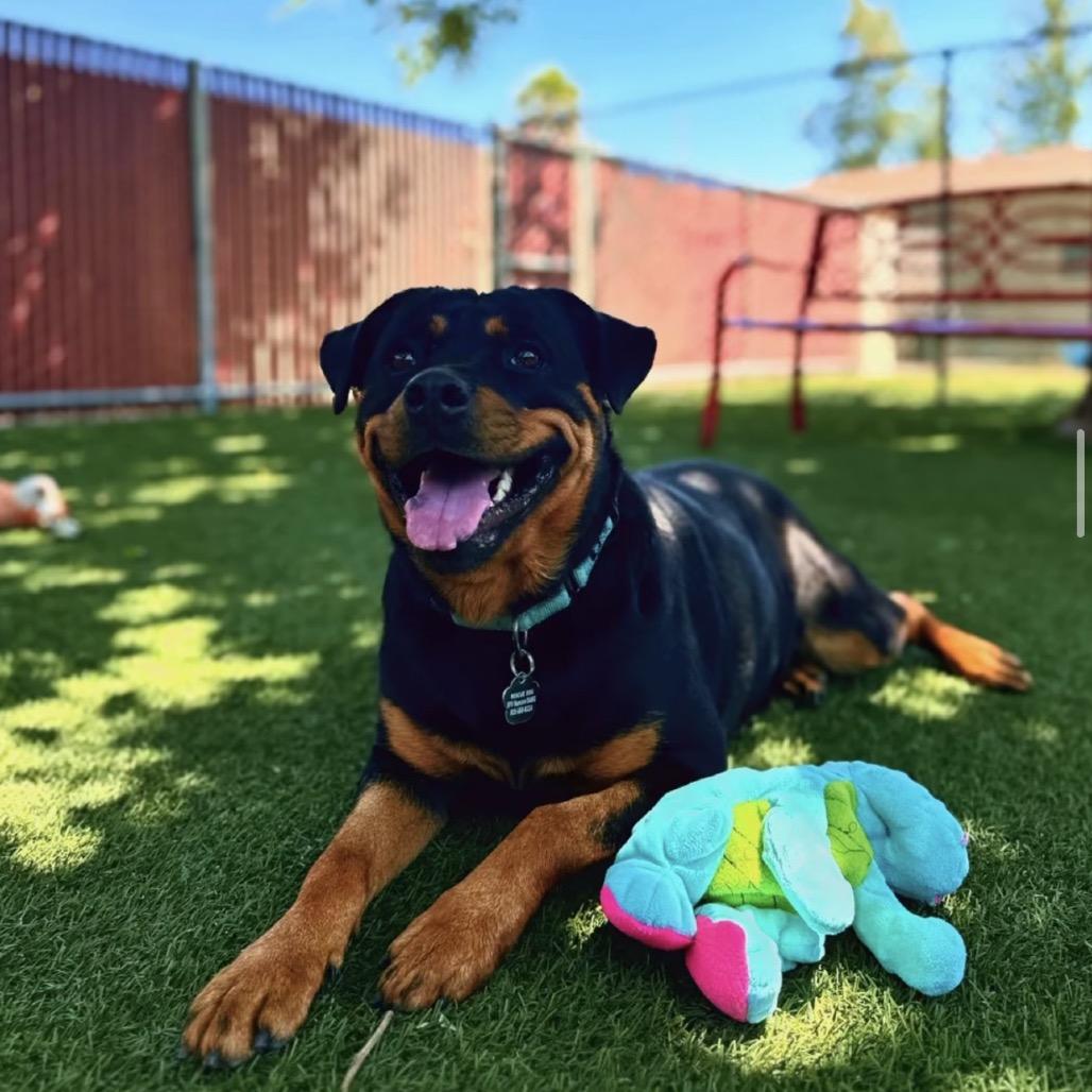 Enlarge Ophelia, a Adoptable Rottweiler image 4/6