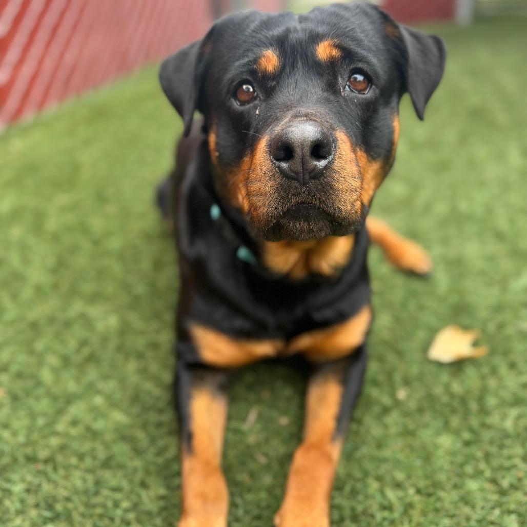 Enlarge Ophelia, a Adoptable Rottweiler image 5/6