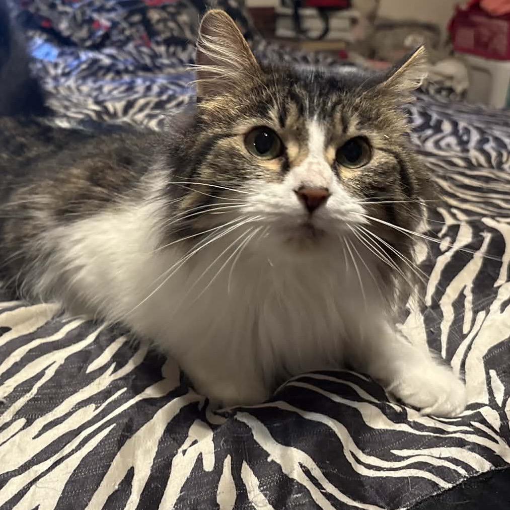 Violet, Adoptable, Adult Female Domestic Medium Hair.