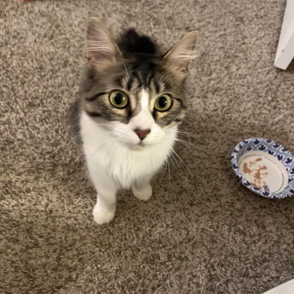 Enlarge Violet, a Adoptable Domestic Medium Hair in Fresno, CA image 2/4