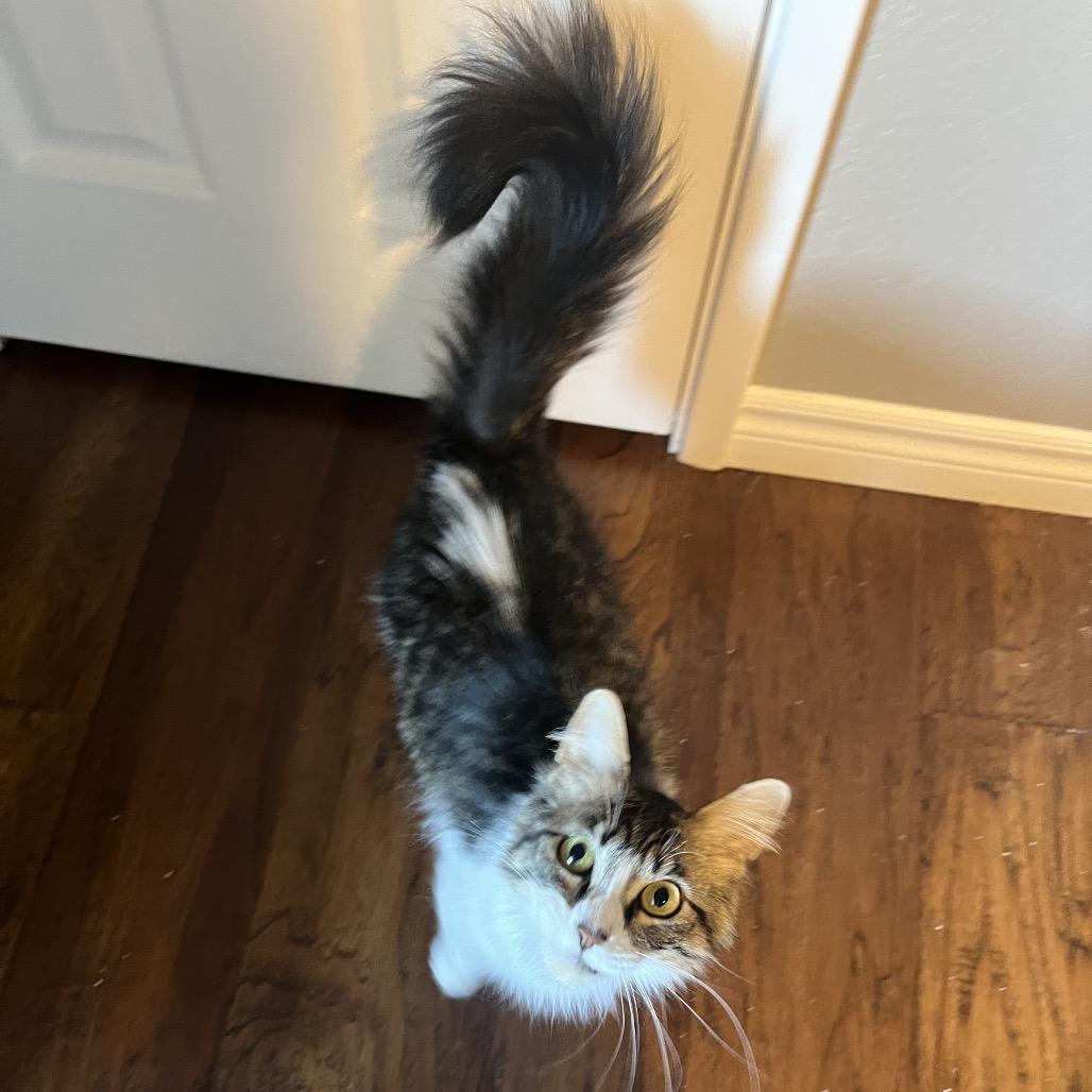Enlarge Violet, a Adoptable Domestic Medium Hair in Fresno, CA image 3/4