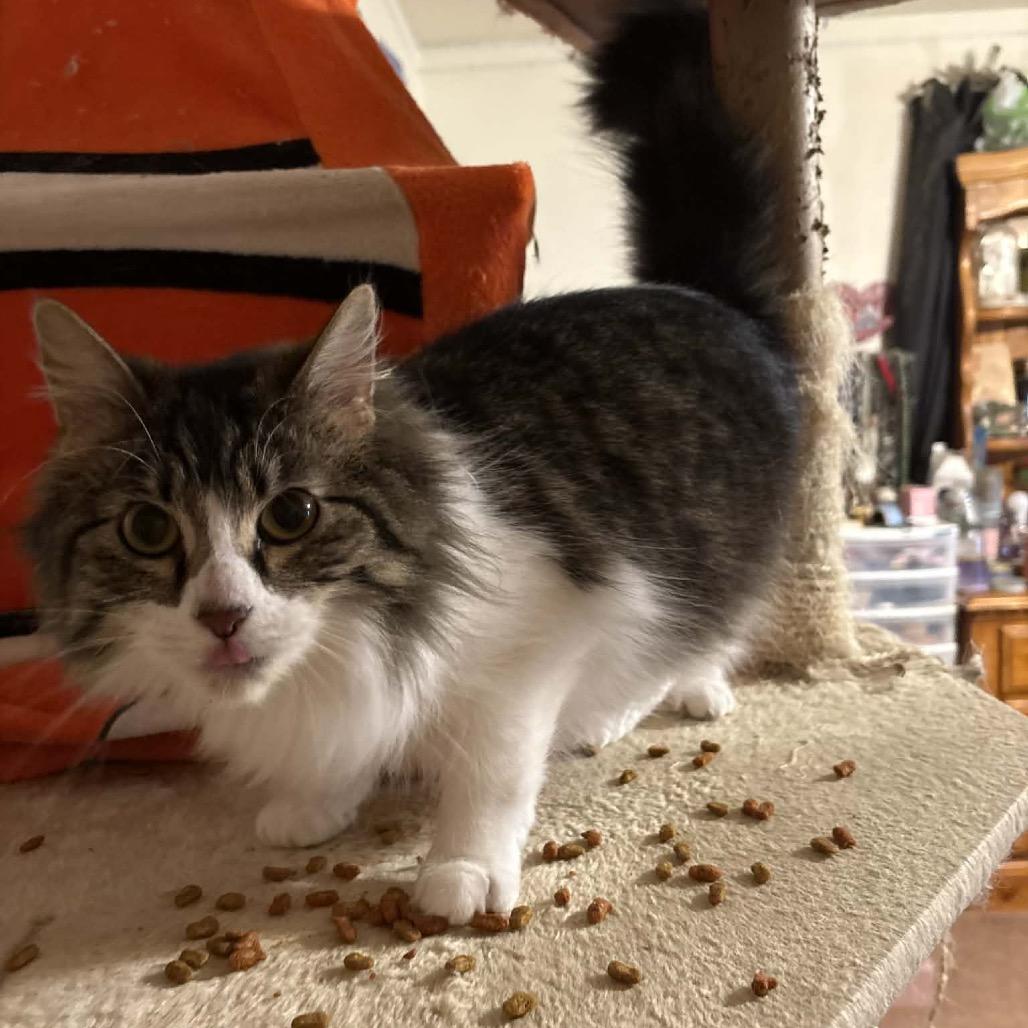 Violet, a Adoptable Domestic Medium Hair in Fresno, CA image 2/2