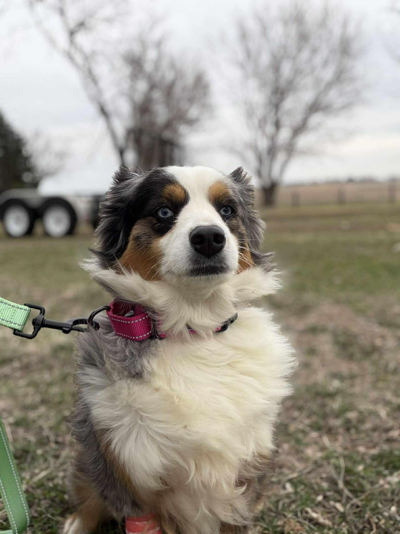 Enlarge Trixie , an adopted Australian Shepherd in Geneseo , IL image 2/3