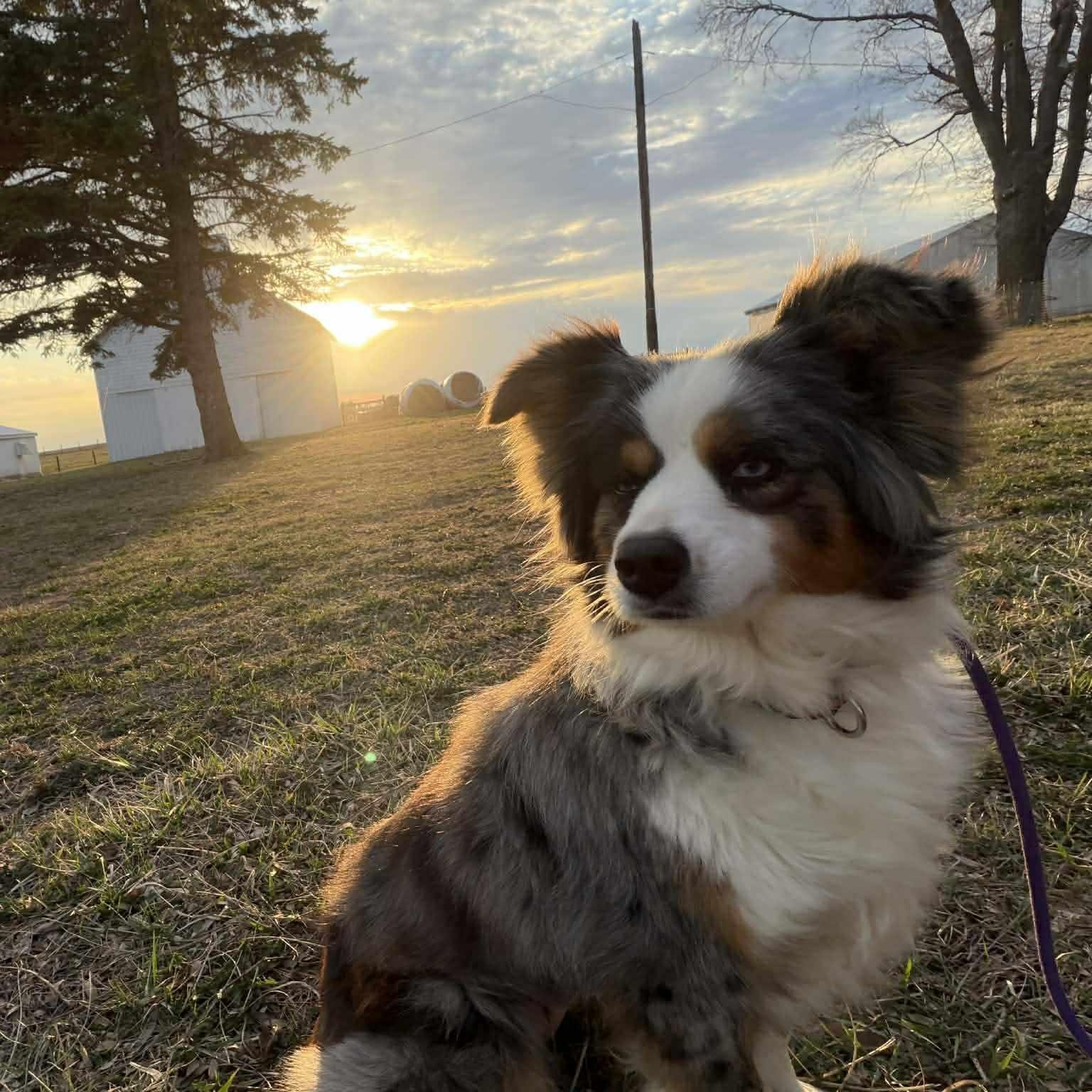 Enlarge Trixie , an adopted Australian Shepherd in Geneseo , IL image 1/3