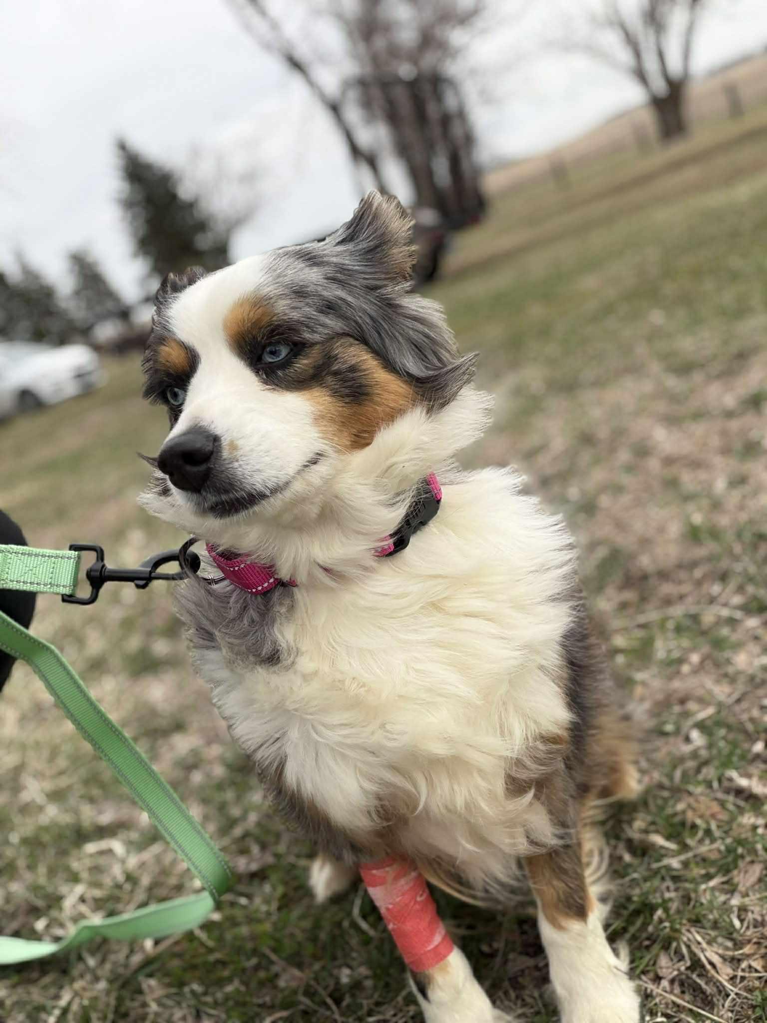 Enlarge Trixie , an adopted Australian Shepherd in Geneseo , IL image 3/3