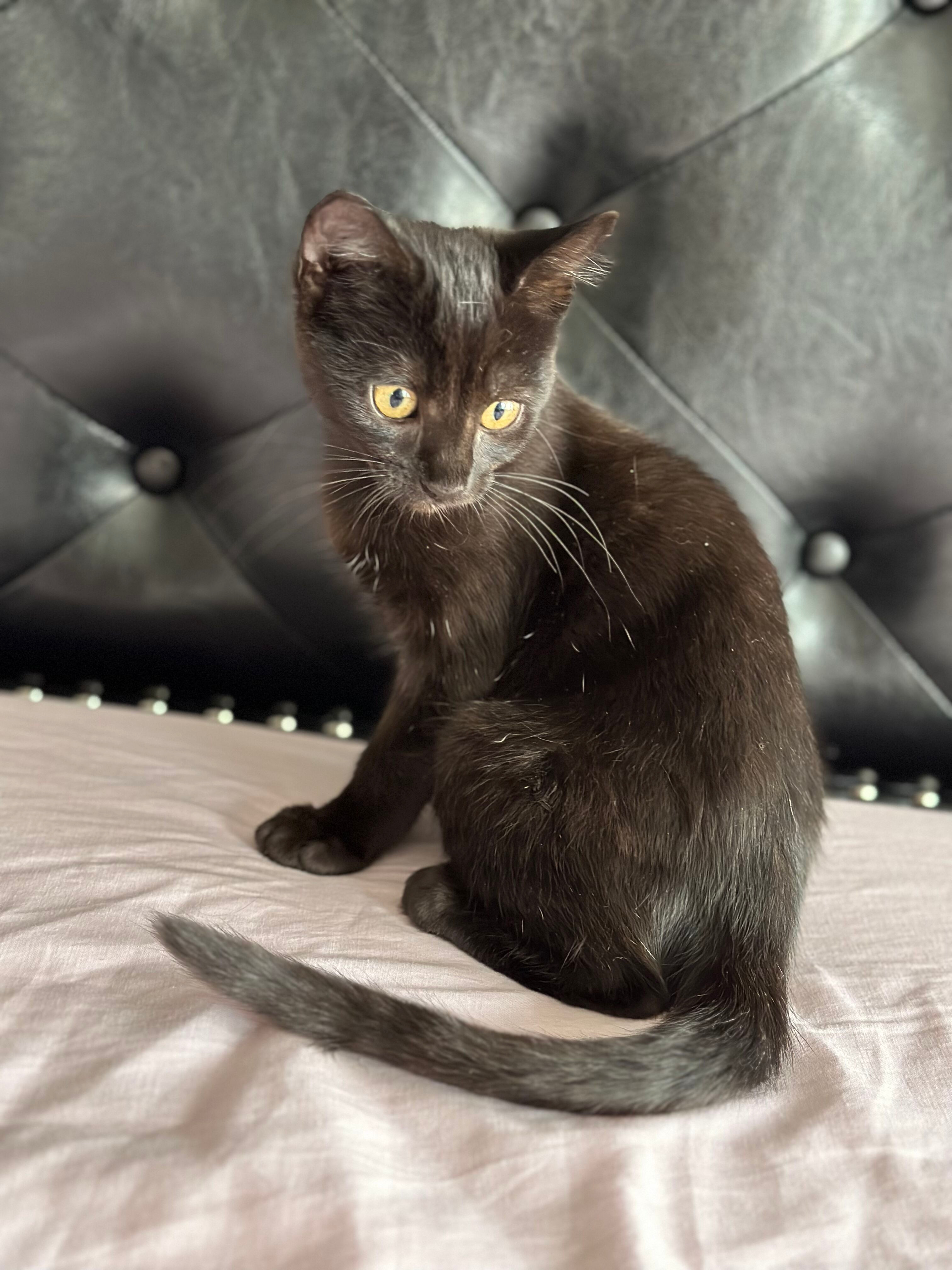 Apollita, Adopted, Kitten Female Domestic Short Hair.