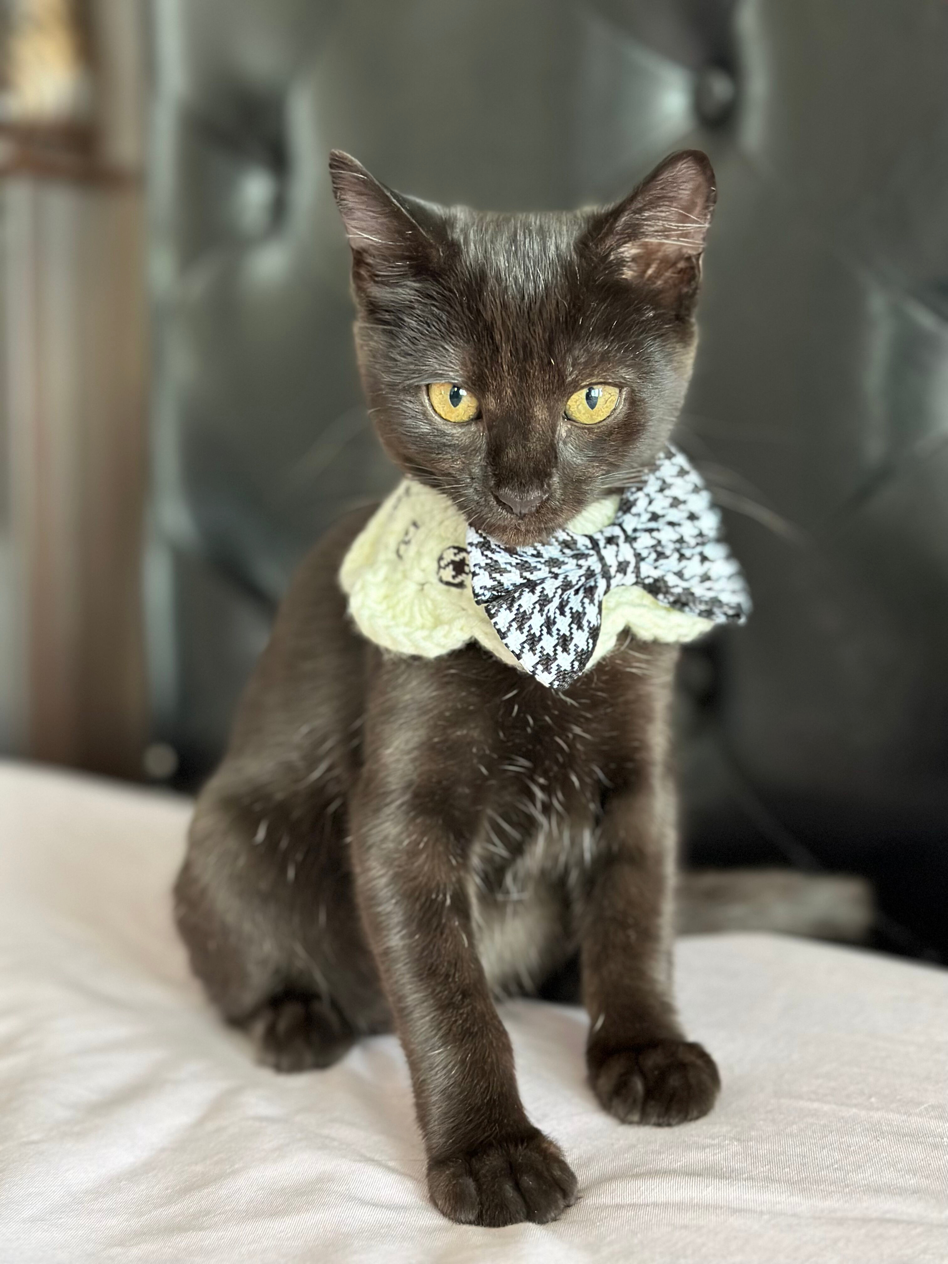 Enlarge Apollita, a Adopted Domestic Short Hair in Phoenix, AZ image 2/3