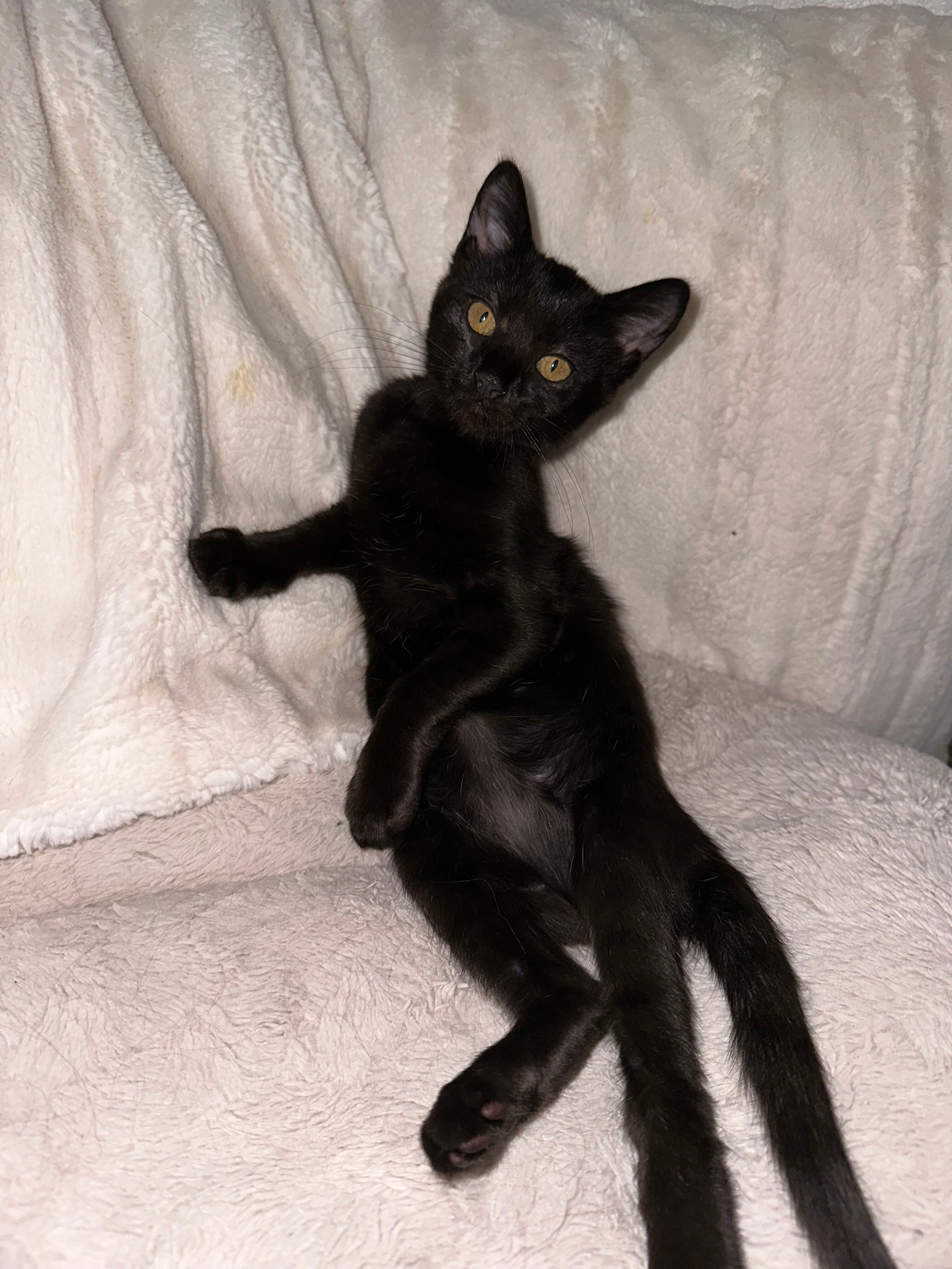 Enlarge Apollita, a Adopted Domestic Short Hair in Phoenix, AZ image 3/3