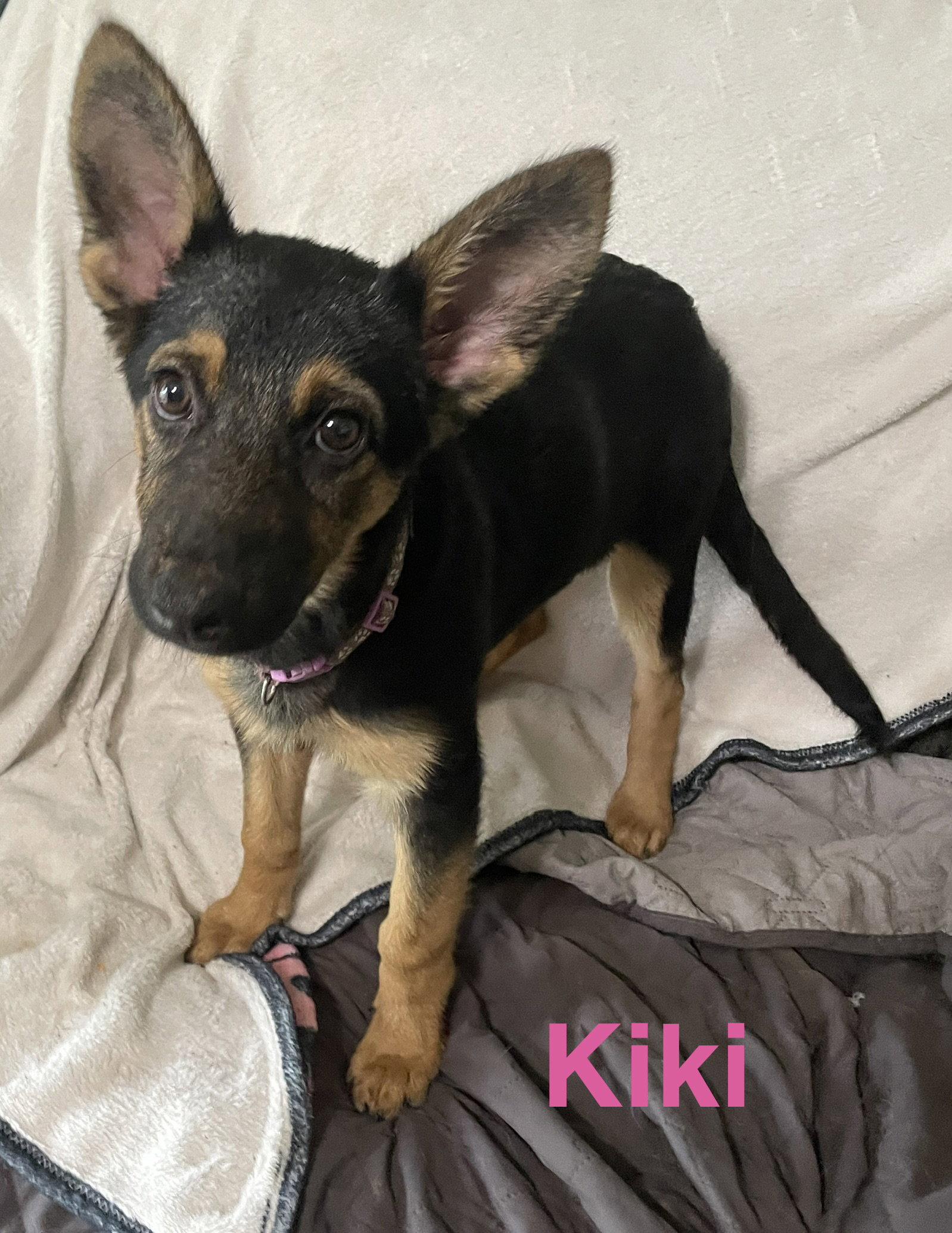 Kiki, Adoptable, Puppy Female German Shepherd Dog.