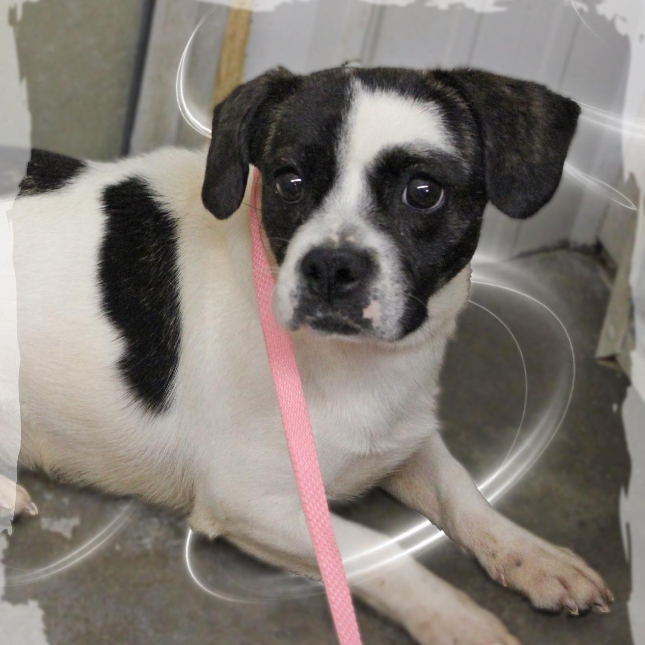 Enlarge MooMoo, a ADOPTABLE Mixed Breed in Amelia, OH image 1/1