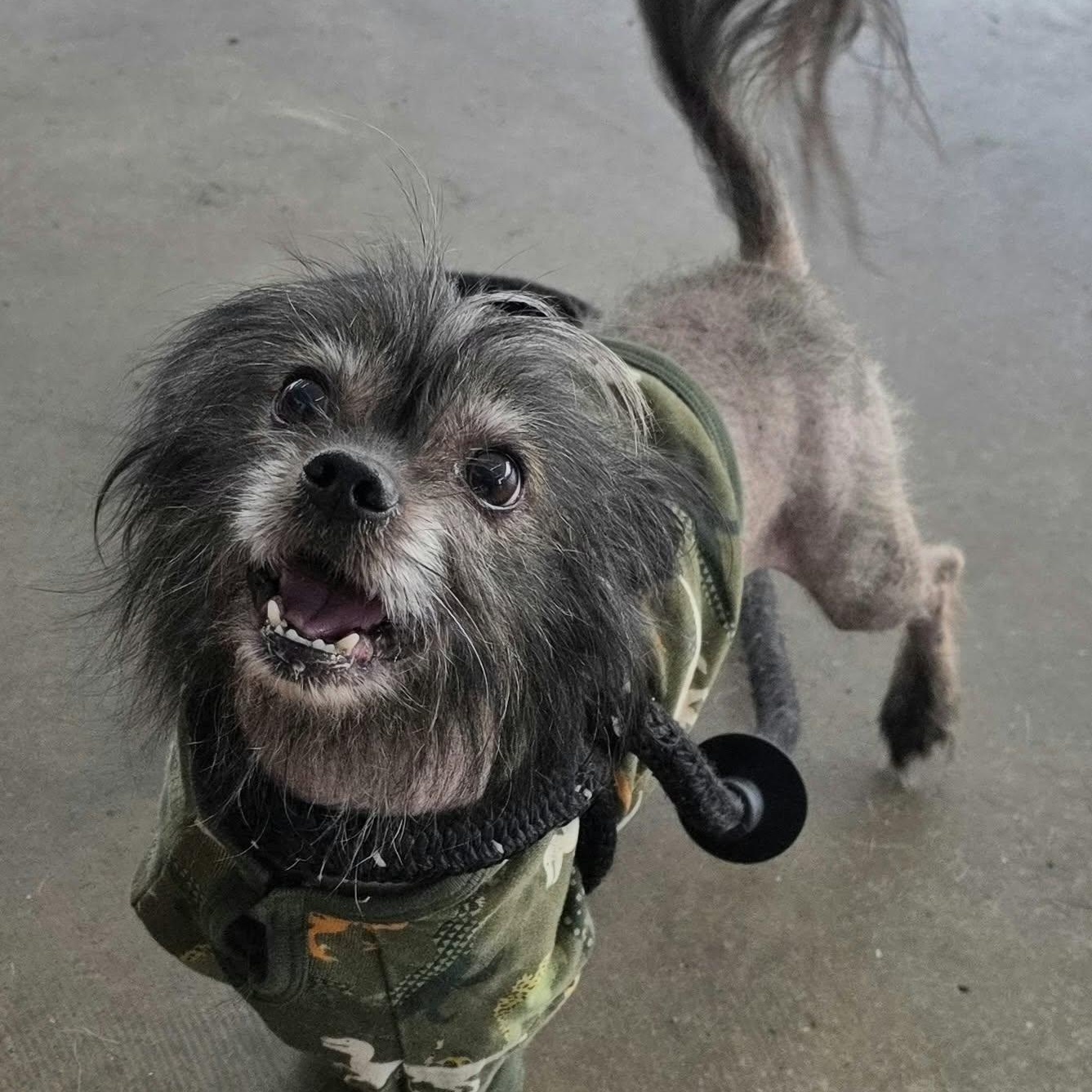 Charlie, Adoptable, Senior Male Chinese Crested Dog.