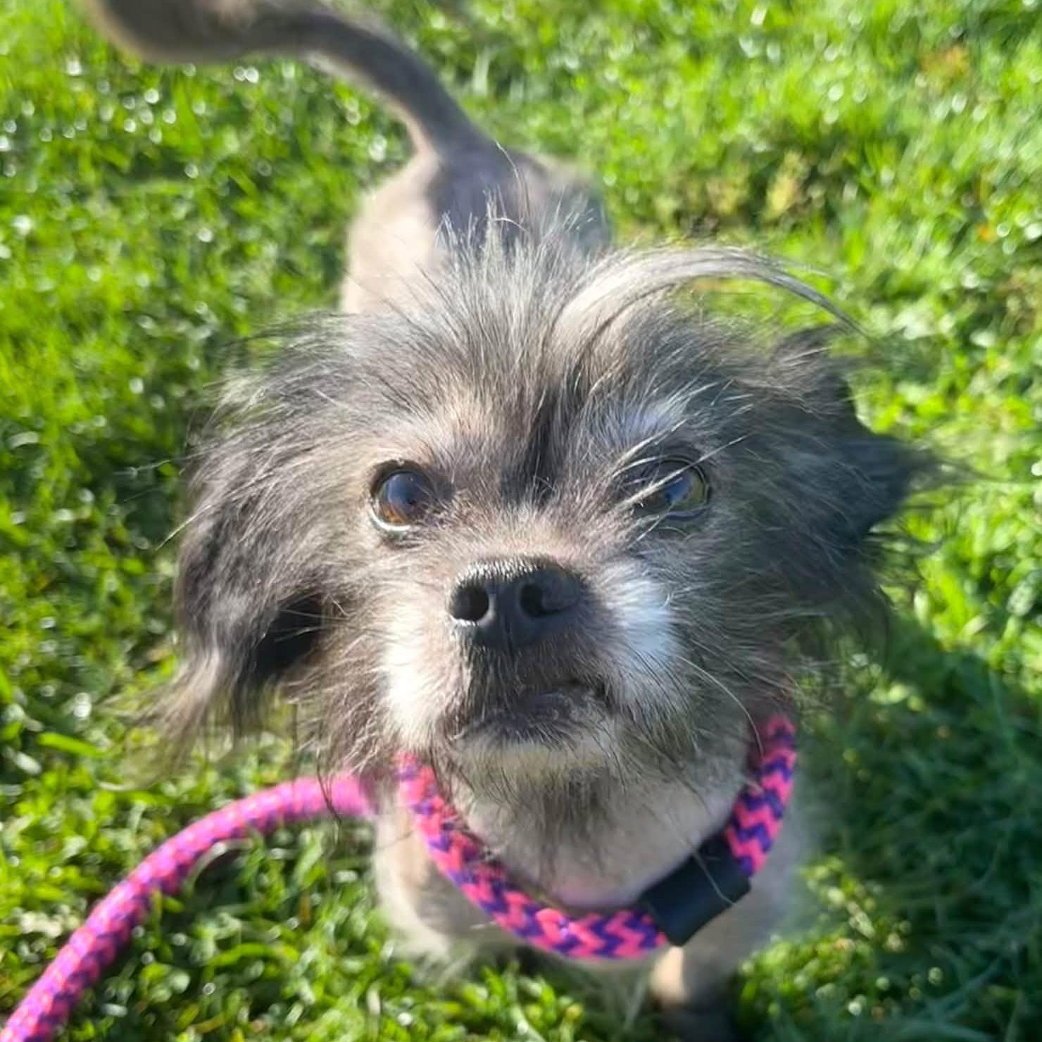 Enlarge Charlie, a Adoptable Chinese Crested Dog in North Syracuse, NY image 2/2